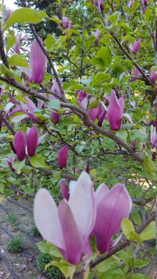 Прикрепленное изображение: u1_wIx-7oiQHtDqwtIbtRk4aVRQkCNHMLqhYqSfmFALa8nuKOhDB1bKqEUYvBMW6hj4eLpWnlSaVRdCzsJ1F-6v0.jpg